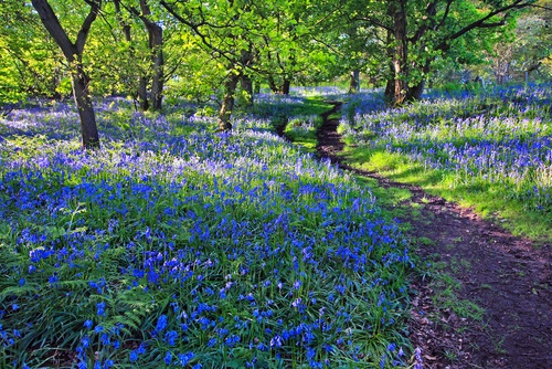 bluebell wood